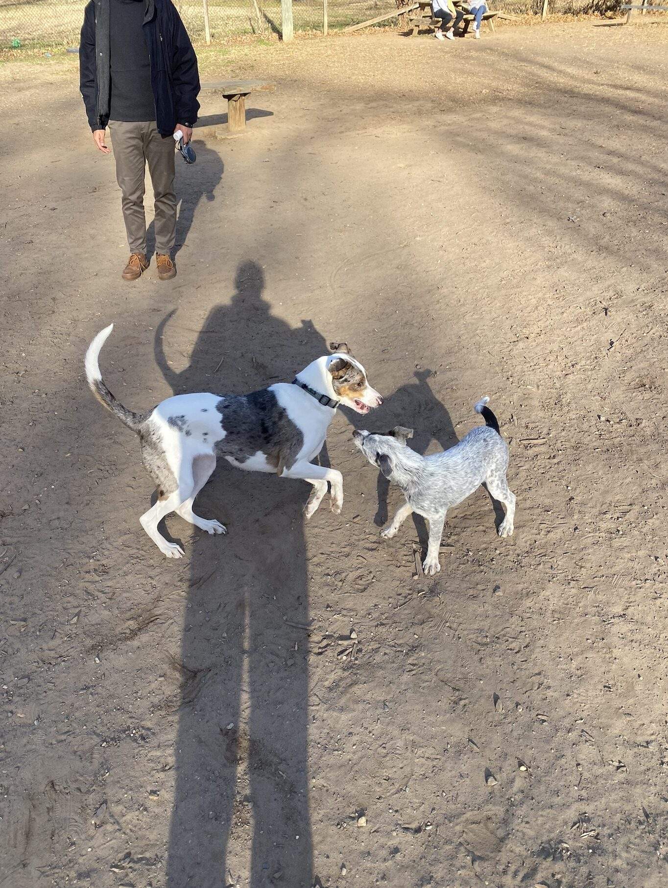 Golden Hour Dog Parade